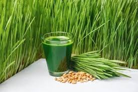 Best Organic Wheatgrass